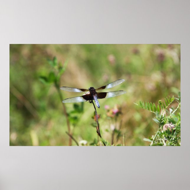 Affiche Widow Skimmer (Devant)