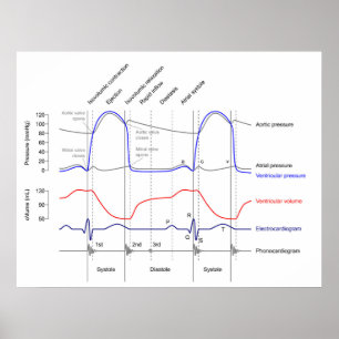 Affiche Wiggers Diagram cardiaccycle events left ventricle