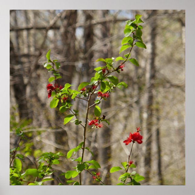 Affiche Wild Azalea Bush at Smoky Mountains (Devant)