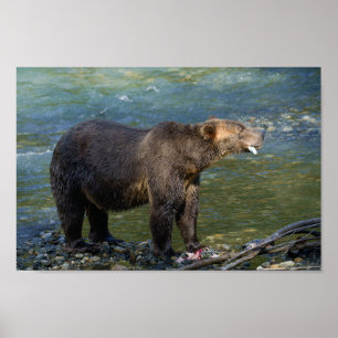 Affiche Wild Bear A Obtenu Son Saumon À Toba Inlet