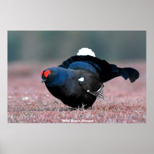 Affiche Wild Black Grouse