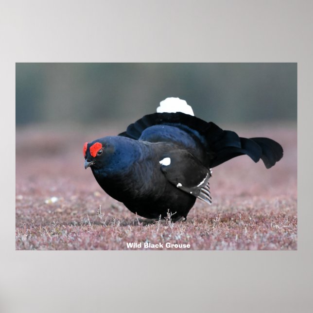 Affiche Wild Black Grouse (Devant)