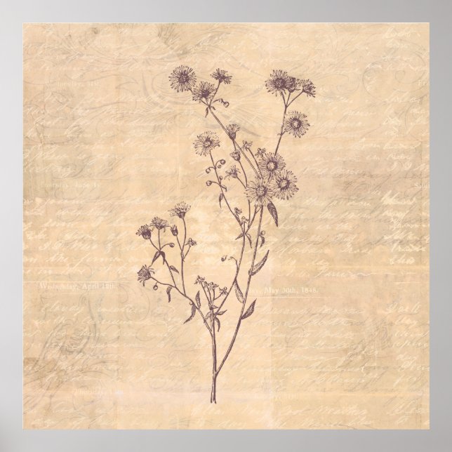 Affiche Wild Daisy Flower Wildflower Antique Script Paper (Devant)