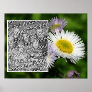 Affiche Wild Fleabane Daisy Cadre Fleur Ajouter Votre Phot