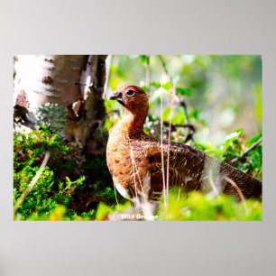 Affiche Wild Grouse