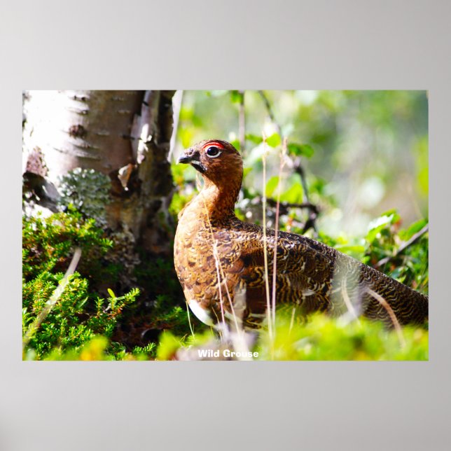 Affiche Wild Grouse (Devant)