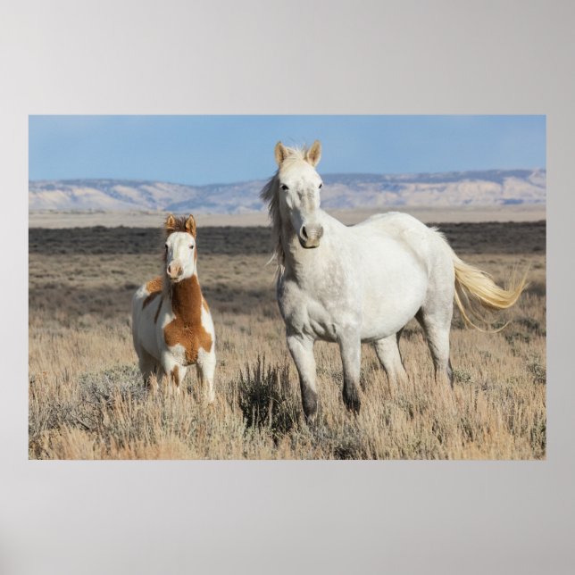 Affiche Wild Horses at Home in the Sandwash Basin (Devant)