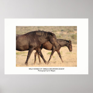 AFFICHE WILD HORSES OF ONAQUI MOUNTAINS OF UTAH