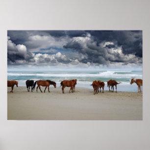 Affiche Wild Horses Outer Banks Corolla NC