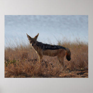Affiche Wild Jackal