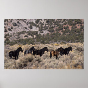 Affiche Wild Mustang Horses in the Desert 2