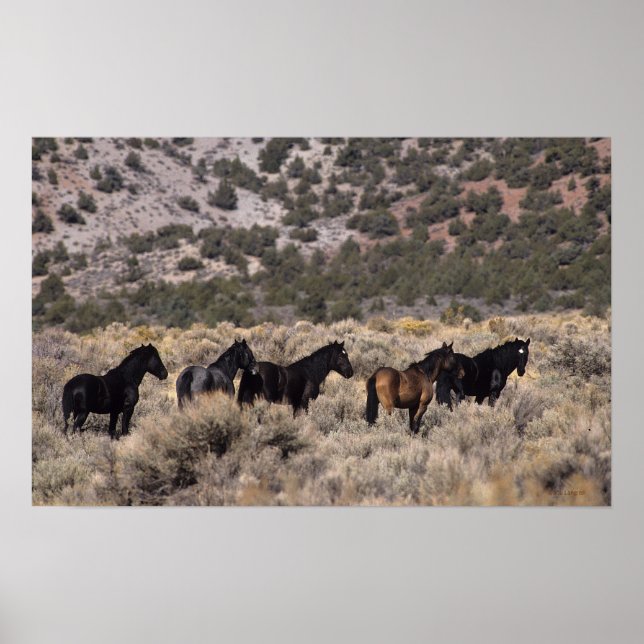 Affiche Wild Mustang Horses in the Desert 2 (Devant)