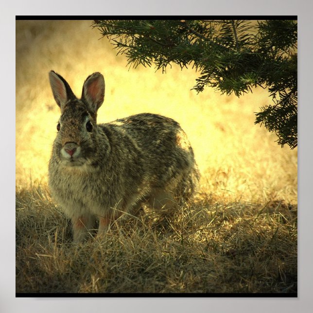 Affiche Wild Rabbit Imprimer (Devant)