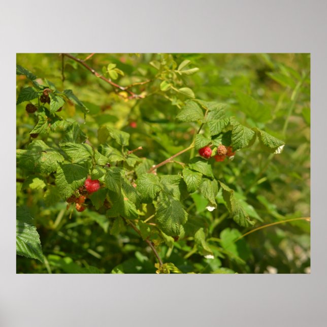 Affiche Wild Raspberries in the Alps - Green & Red Photo (Devant)