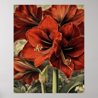 Affiche wild red amaryllis flowers