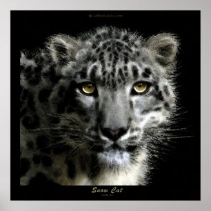 Affiche WILD SNOW LEOPARD Art Imprimer