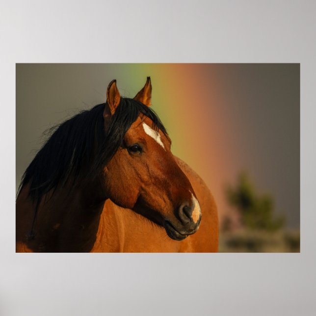 Affiche Wild Stallion, Golden Light and Rainbow (Devant)