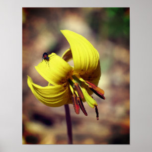 Affiche Wild Trout Lily Flower And Insect Friend 