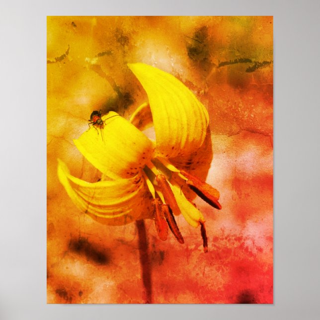 Affiche Wild Trout Lily Flower And Insect Friend Abstract (Devant)
