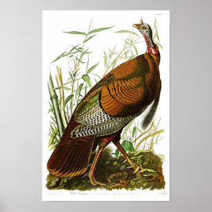 Affiche Wild Turkey John James Audubon Birds of America