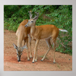 Affiche Wild Young Bucks