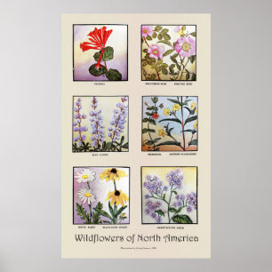 Affiche Wildflowers of North America [B]