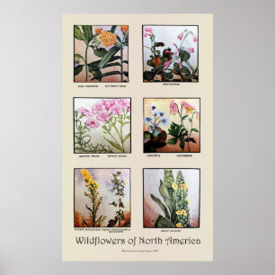 Affiche Wildflowers of North America [C]