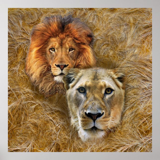 Affiche Wildlife- Lion & Lioness (Devant)