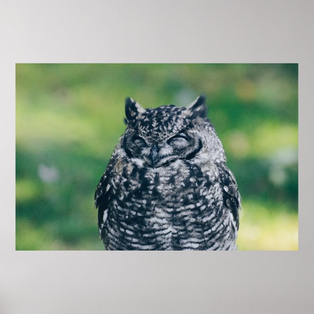 AFFICHE WILL OWL DANS LA FORÊT FRANÇAISE (Devant)