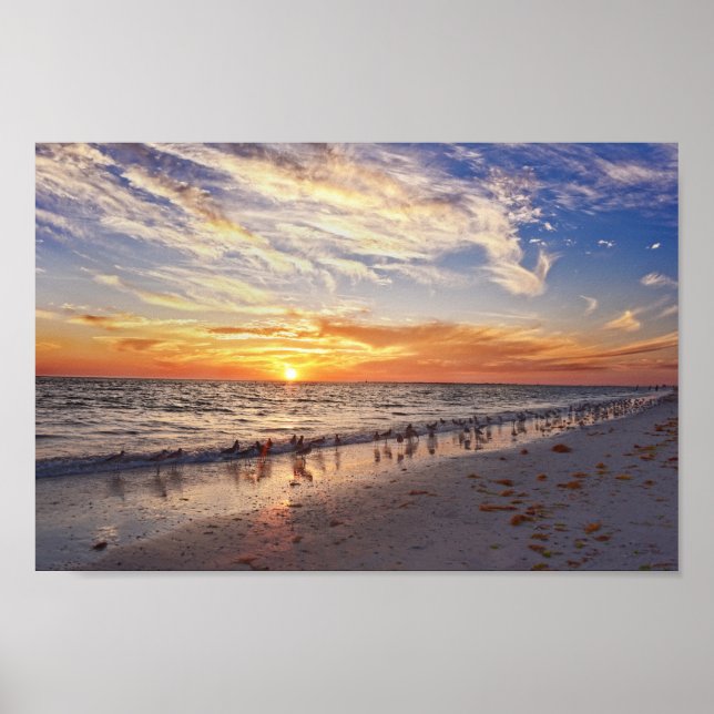 Affiche Willets sur une plage de Floride au coucher du sol (Devant)