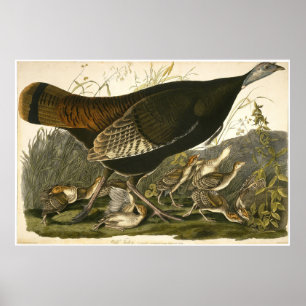 Affiche William Lizars Wild Turkey