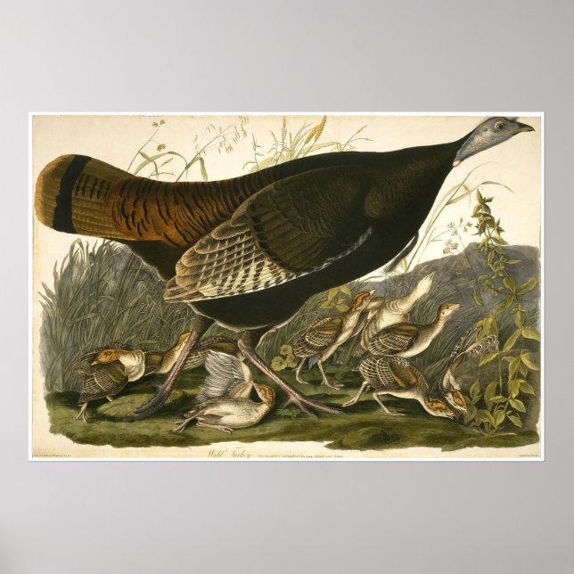 Affiche William Lizars Wild Turkey (Devant)