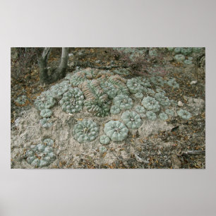 Affiche Williamsii de Lophophora - peyotl