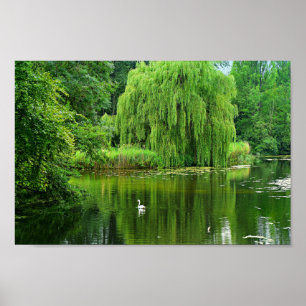 Affiche Willow de Weeping