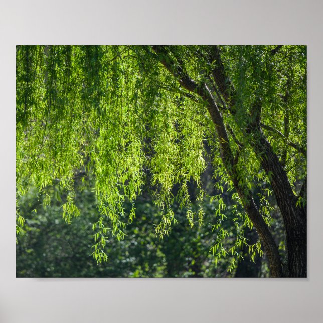 Affiche Willow Tree Green Nature (Devant)