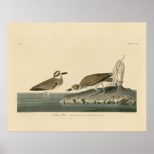 Affiche Wilson's Plover from Audubon's Birds of America