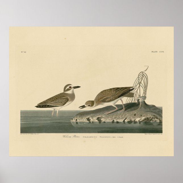 Affiche Wilson's Plover from Audubon's Birds of America (Devant)