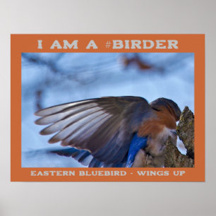Affiche Wings Up Eastern Bluebird Birder 