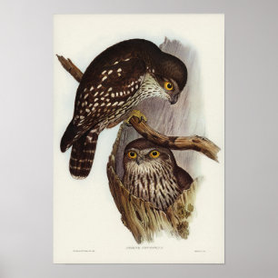 Affiche Winking Owl par Elizabeth Gould