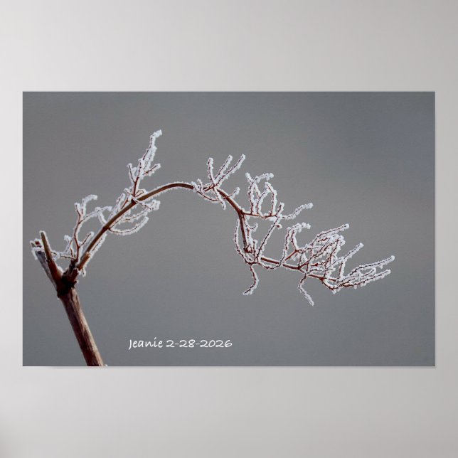 Affiche Winter Frosted branch (Devant)