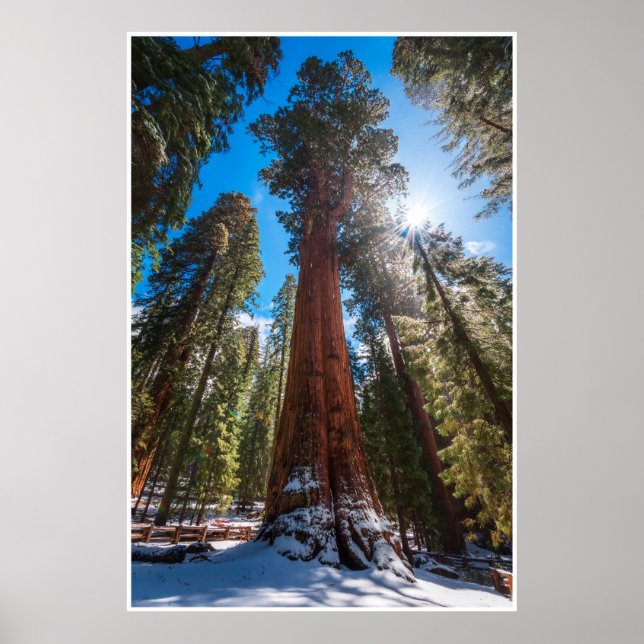 Affiche Winter Light Giant Sequoia General Sherman Print (Devant)