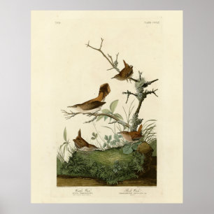 Affiche Winter Wren, Rock Wren, Audubon's Birds of America
