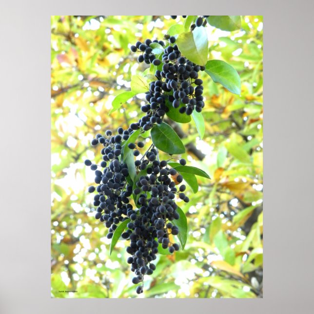 Affiche Wintering Berries (Devant)