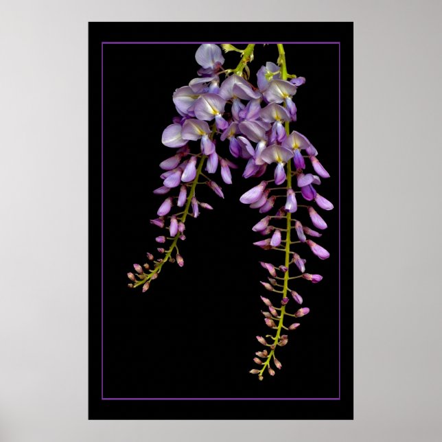 Affiche Wisteria (Devant)