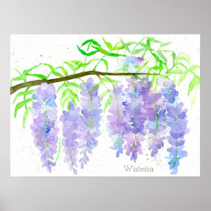 Affiche Wisteria Fleur Arbre Branche Aquarelle Botanique