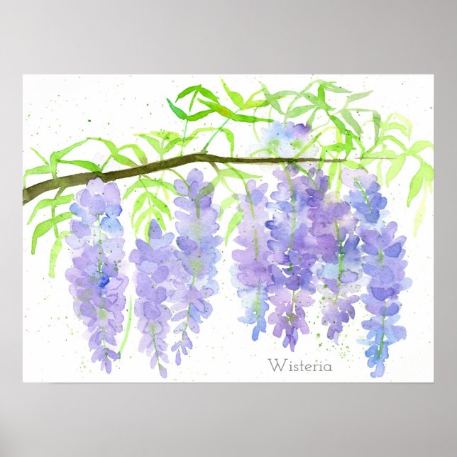 Affiche Wisteria Fleur Arbre Branche Aquarelle Botanique (Devant)