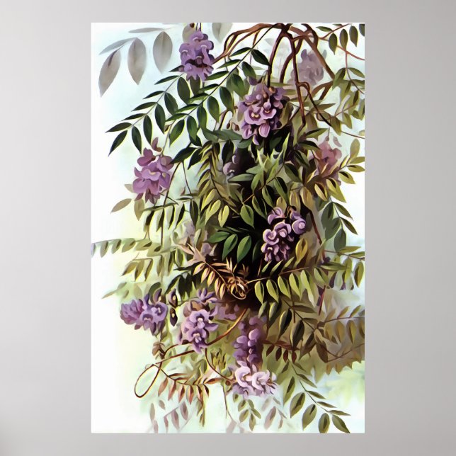 Affiche Wisteria Frutescens peinture d'art botanique (Devant)