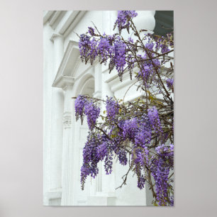 Affiche Wisteria, Old Church, Charleston, Caroline du Sud