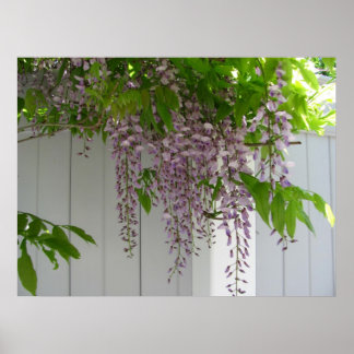 Affiche Wisteria rose ~ imprimer