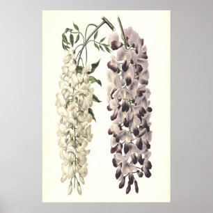 Affiche Wisteria Sinensis Art Botanique Isolé Sur Blanc